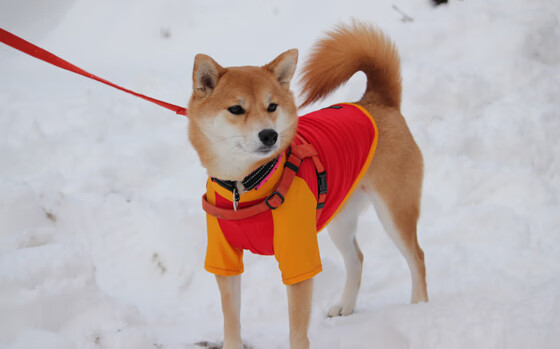 华体会网址-活塞的冰冷机械之心，福克斯如何用一记致命击穿休斯顿的火焰引擎